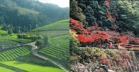 「お茶の京都」「森の京都」をカーシェアで巡ろうキャンペーン
